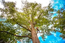 Best Stump Grinding and Removal  in Rollingwood, CA