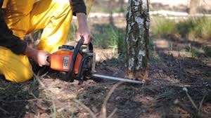 Best Tree and Shrub Care  in Rollingwood, CA