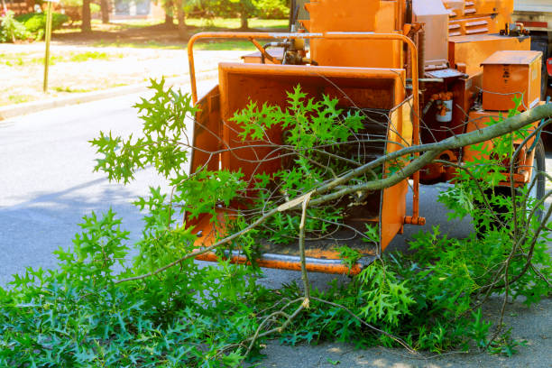 Lawn Watering Services in Rollingwood, CA