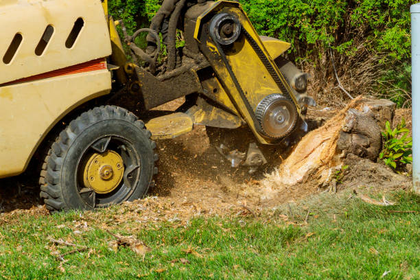 Best Fruit Tree Pruning  in Rollingwood, CA