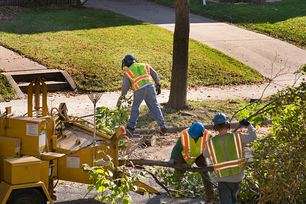  Rollingwood, CA Tree Care Services Pros