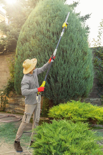 Best Lawn Seeding  in Rollingwood, CA